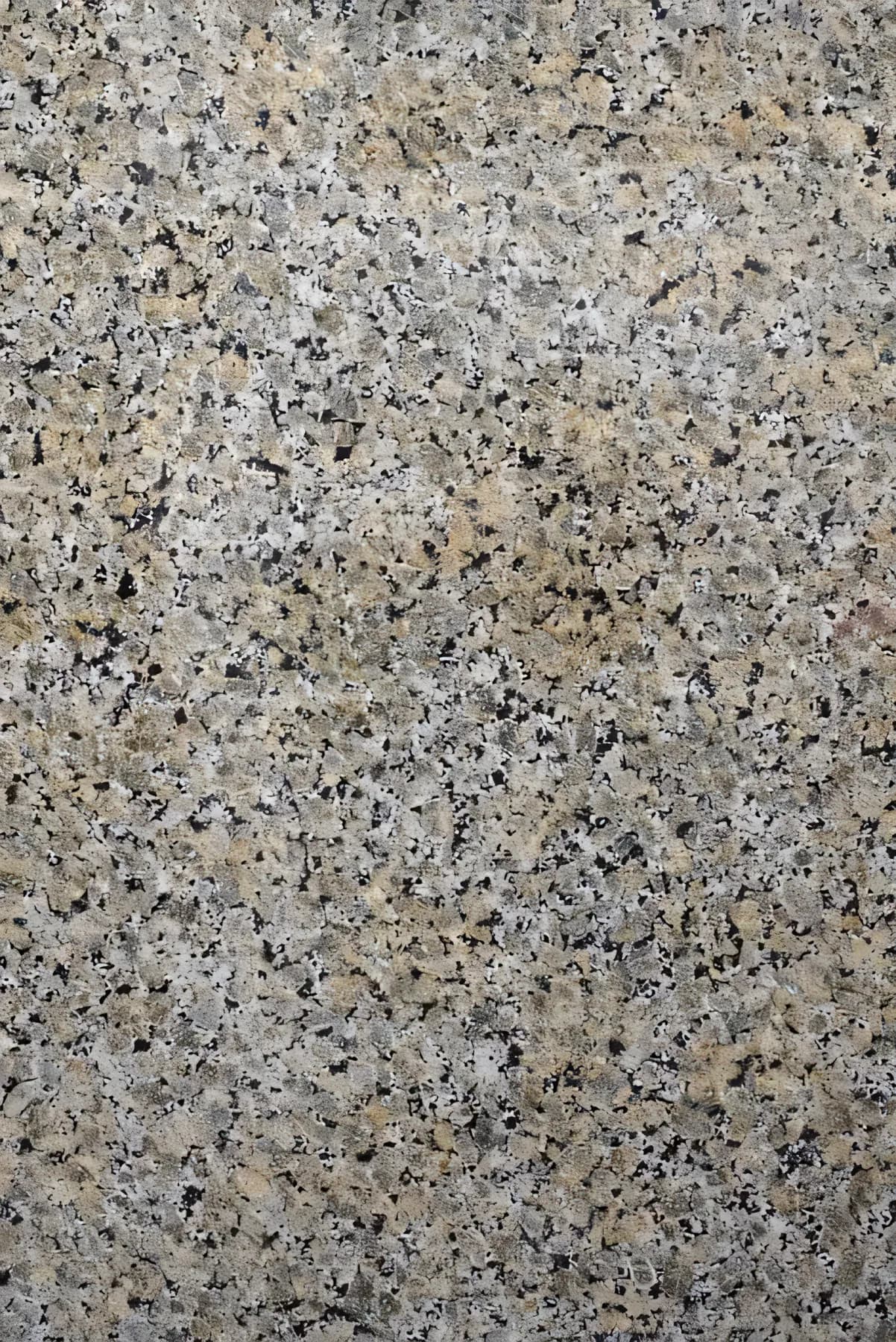 Butterfly Beige