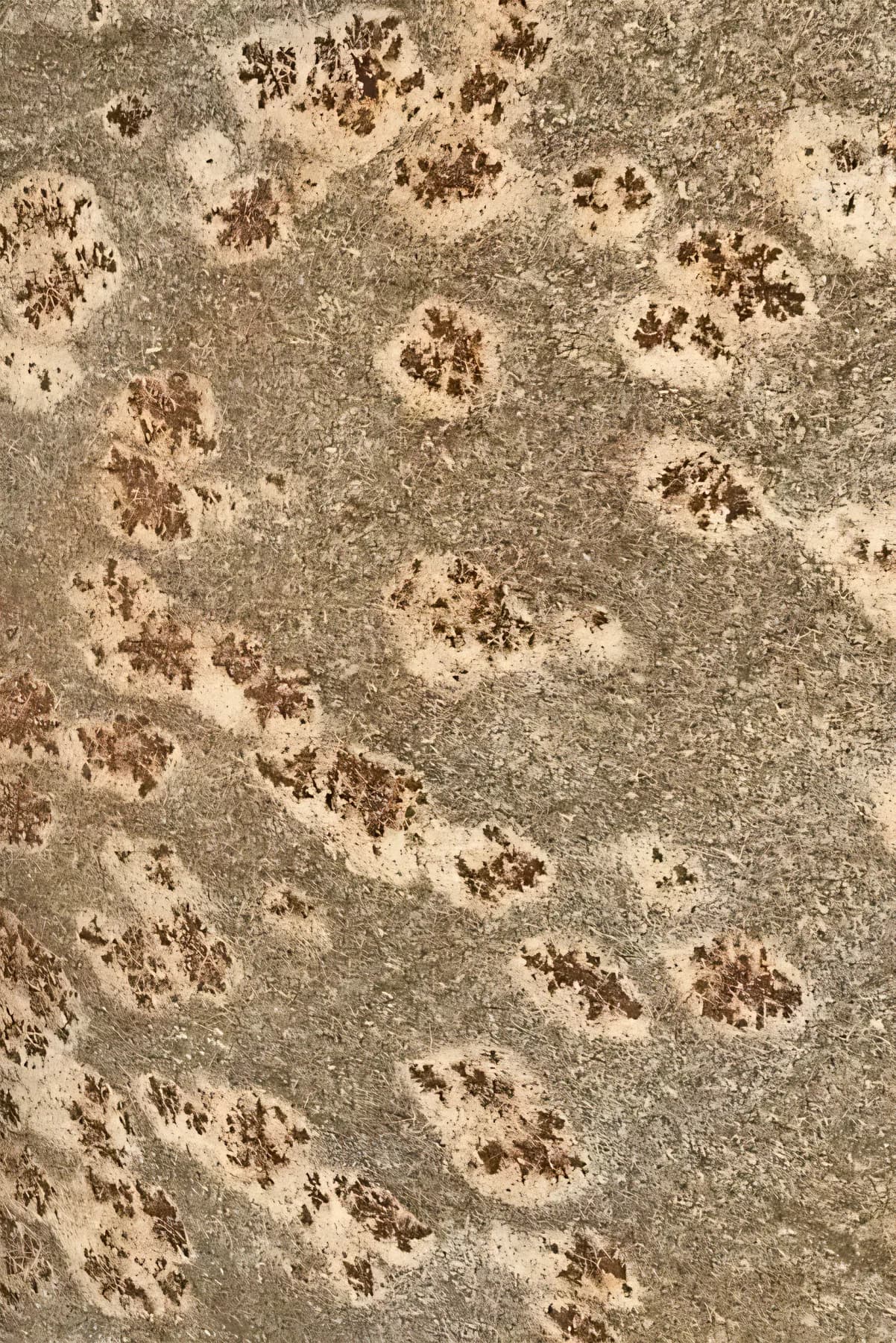 Jaguar Skin