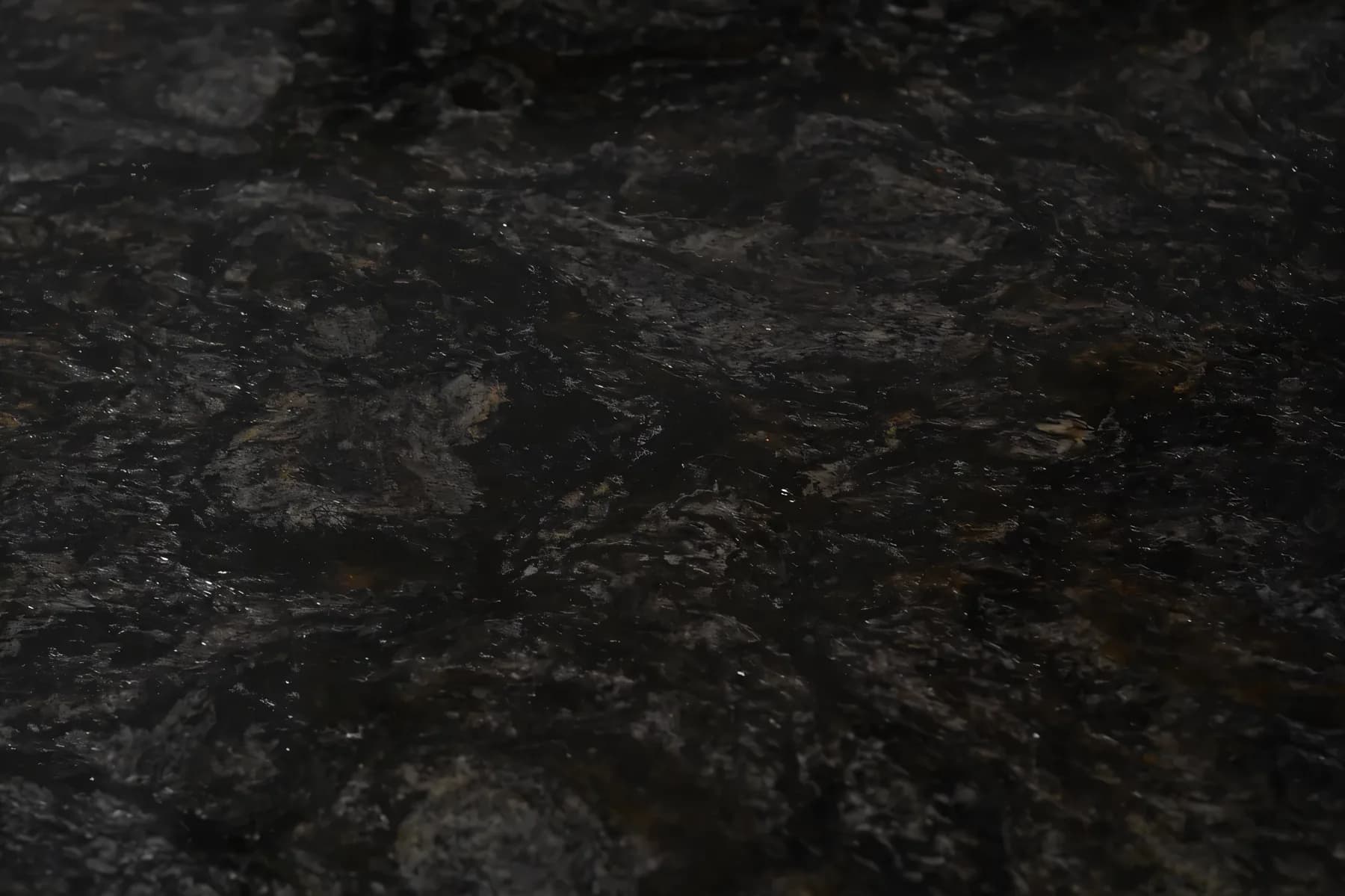 Metallicus
