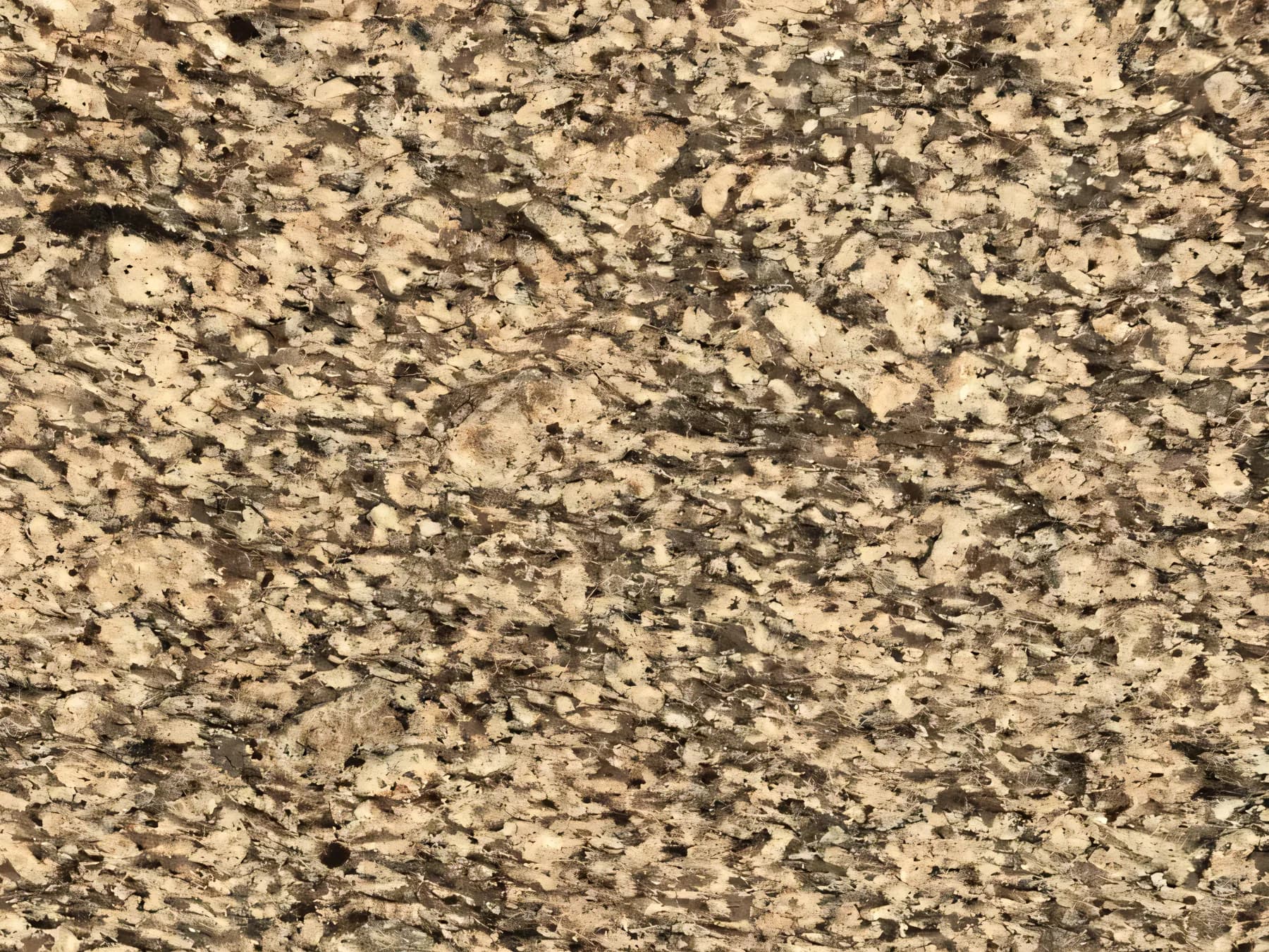Veneciatus