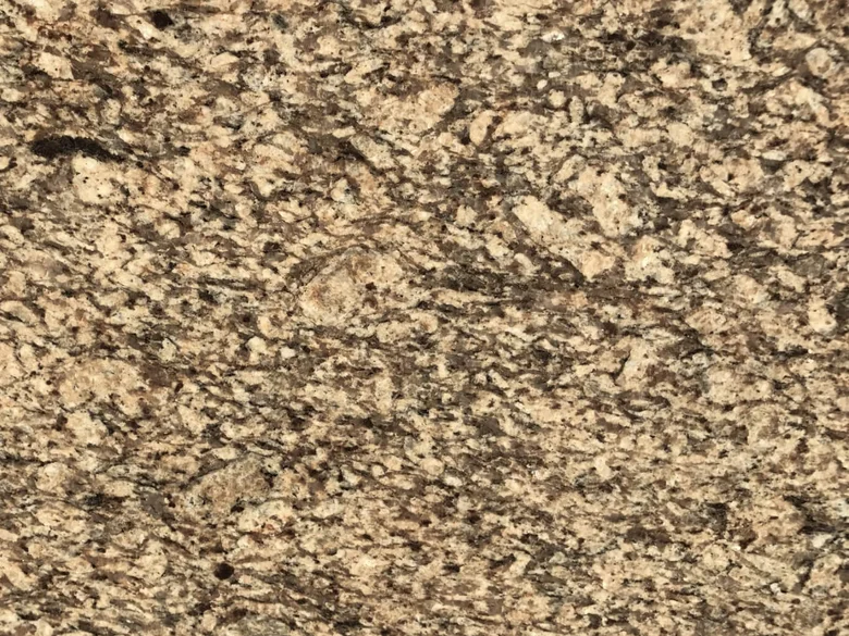 Veneciatus